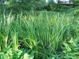 ACORUS CALAMUS