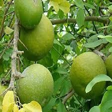 AEGLE MARMELOS