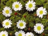 Anacyclus Pyrethrum