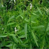 Andrographis Paniculata - Annual Herb, 1-2 Feet Height, Lanceolate Leaves, White Flowers, Small Brown Seeds