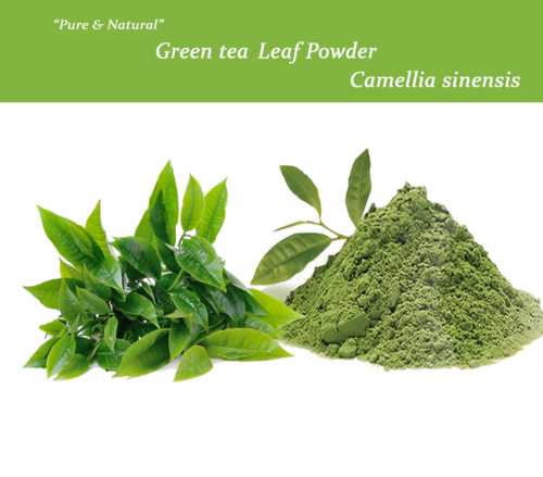 Green Tea Extract Raw Material: Leaves