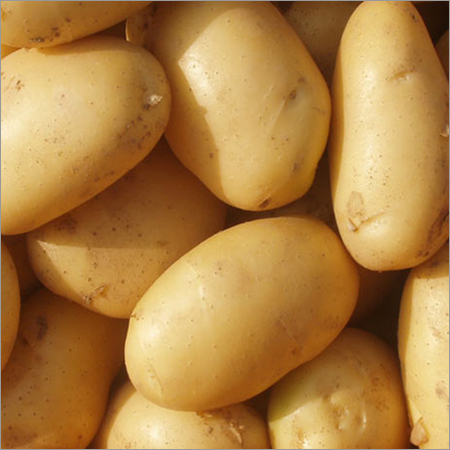 Fresh Potatoes - Regular Shape, High Starch Content | Rich in Potassium, Copper, Magnesium, Perfect for Snacks and Seafood Cooking