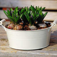 Light Cream Iron Flower Bucket