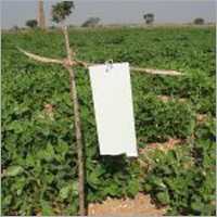 White Fruit Fly Trap