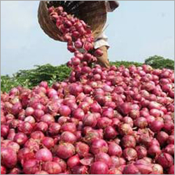 Fresh Red Onion