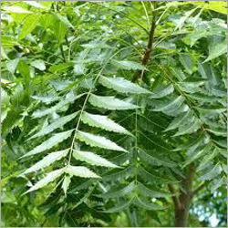 Neem Leaves