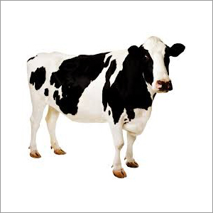 Devam Milk