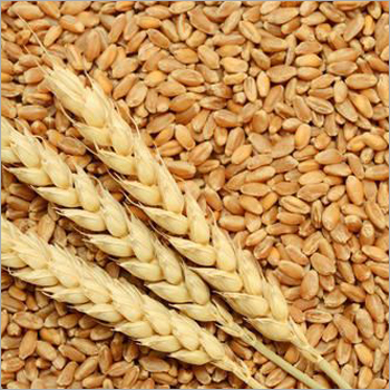 Whole Wheat