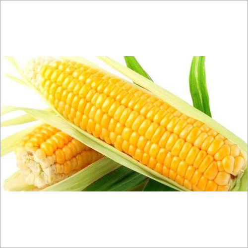 Yellow Corn