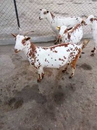 White And Brown Barbari Goat Breed