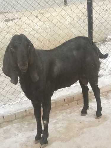 Beetal Goat