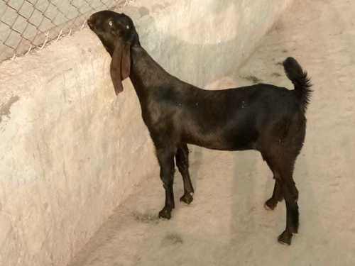 Male Beetal Goat Farming Services