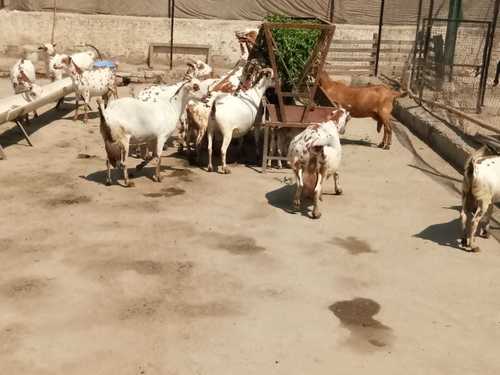 Pure Barbari Goat Breed Pure Barbari Goat Breed