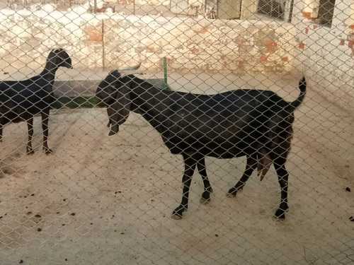 Black Male Beetal Breed Consultancy Black Male Beetal Breed Consultancy