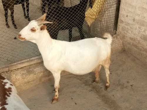 Barbari Goat Breed Farm Development Consultancy