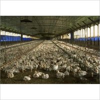 Poultry Farm Roofing Shed Length: 20 Foot (ft)
