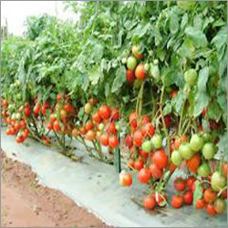 Tomato Hybrid Seeds