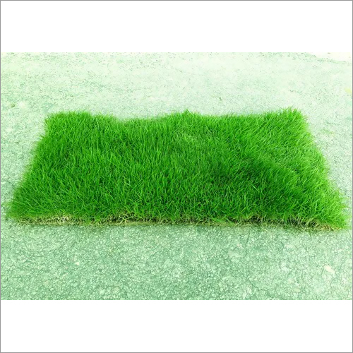 Mexican Carpet Grass - Dwarf Plant with 2cm Stem Height | Vibrant Green Leaves for Lush Lawn Aesthetics
