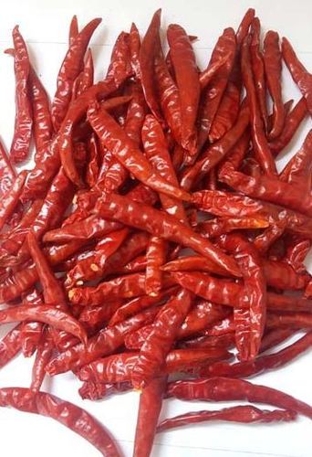 Indian Teja Red Chilli