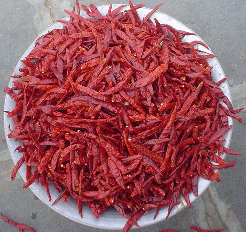 Wrinkled Red Chilli