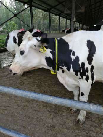 cow Heat Detection system