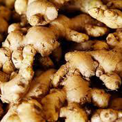 Fresh Ginger Fresh Ginger