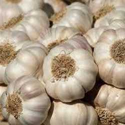 Fresh Garlic Fresh Garlic