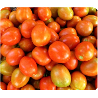 Tomato Dried Seeds