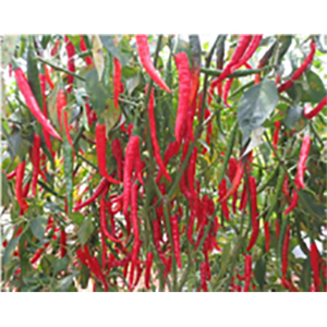 Red Chilli Seeds By UNICO SEEDS PVT. LTD.