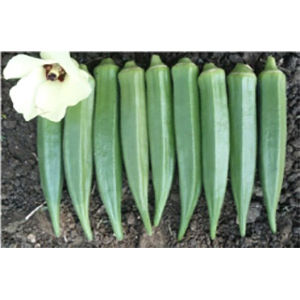 Okra Hybrid Seeds