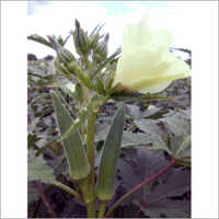 Okra Hybrid Seeds
