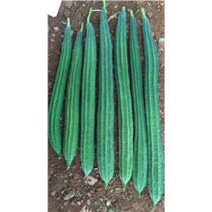 Ridge Gourd Hybrid Seeds