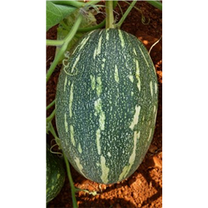 Pumpkin Hybrid Seeds By UNICO SEEDS PVT. LTD.