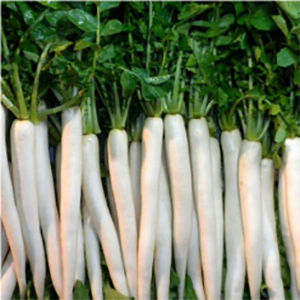 Radish Hybrid Seeds