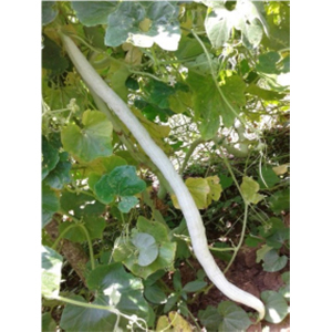 Snake Gourd Hybrid Seeds