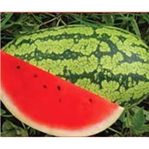 Watermelon Hybrid Seeds