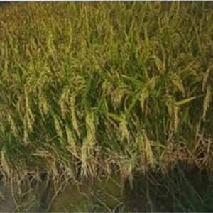 Paddy Dried Seeds