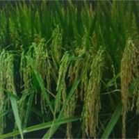 Organic Paddy Seeds