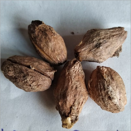 Agricultural Melia Dubia Seed