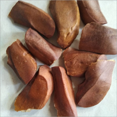 Plant Mahogany Seeds
