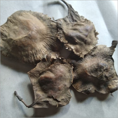Red Sandal Seed