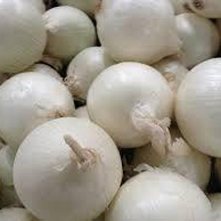 Round White Onion