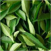Curry Leaves Curry Leaves