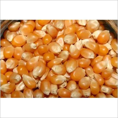 Dried Maize Seeds - 100% Pure, Small Oval Shape | Sweet Yellow Texture, Food Grade Quality
