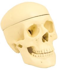 MODEL HUMAN SKULL - 3 PARTS