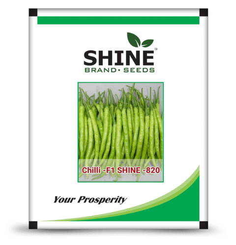 F1-Shine 820 Hybrid Chilli Seed