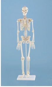 Miniature Skeleton