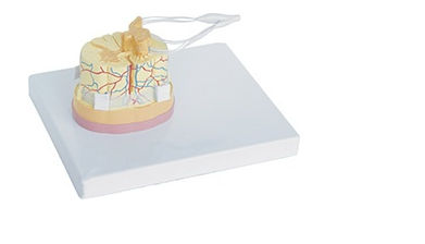 SPINAL CORD WITH NERVE ENDINGS