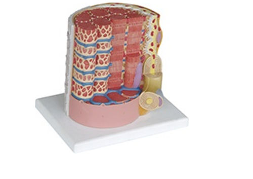 MUSCLE FIBRE ANATOMY