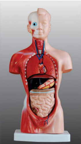 HUMAN TORSO ECONOMICAL MODEL